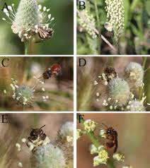 Image result for Plantaginaceae