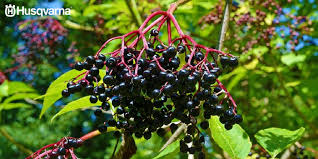 Elderberry es posiblemente dañino cuando se consumen las hojas, tallos, o frutos sin cocinar. Sambucus Nigra El Arbol Que Contiene Propiedades Medicinales Tiendahusqvarna