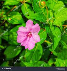 Image result for Balsaminaceae