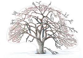 We did not find results for: How To Prune Old And Neglected Apple Trees