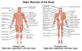 Click on the name of a muscle for a page about that muscle (works for most labels). Naming Skeletal Muscles Anatomy And Physiology I