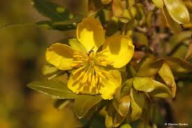 Image result for Ochna ovata