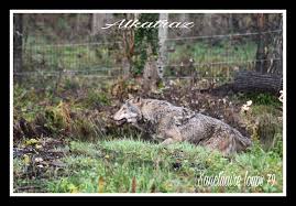 Deux Sevres Le Troisieme Et Dernier Loup Echappe D Un Sanctuaire Capture Vivant