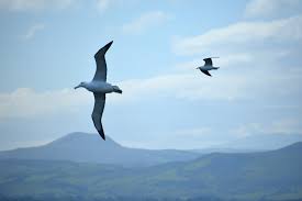 Albatross vs Gull Common questions we are asked about albatross: "Aren't  they just big seagulls?" "Are albatross and seagulls related?" - fun fact,  albatross are more closely related to penguins than gulls!