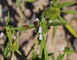 Image result for Leucas