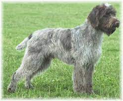 The registration of this litter is akc, american kennel club. Wirehaired Pointing Griffon Puppies For Sale Petfinder