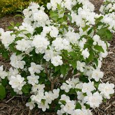 Mock orange may also refer to: Philadelphus Snow White Sensation White Flower Farm