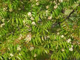 Image result for Clausena anisata