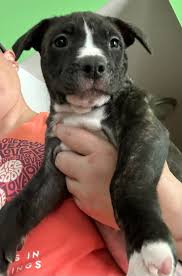 Urgent Plea 🙏🙏🙏🙏🙏 We are probably 4 to 5 weeks old 🐕🐕🐕🐕. We were 8  in numbers however like many of our fore siblings our brothers🐕🐕 were  picked up even when they