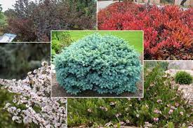 Get the best deal for plant evergreen bushes & shrubs from the largest online selection at ebay.com. 5 Best Shrubs For Residential Landscapes In Colorado Springs