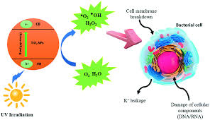 Aaa pest control is a comprehensive pest control and prevention company serving residential and commercial customers throughout south florida. Perspectives On Plasma Assisted Synthesis Of N Doped Nanoparticles As Nanopesticides For Pest Control In Crops Reaction Chemistry Engineering Rsc Publishing