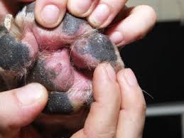 They provide traction and balance, while also protecting the feet from extreme temperatures and rugged ground. Pododermatitis A Common Problem With Many Causes
