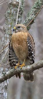 Birds Of Prey Digital Release Date Uk Red Shouldered Hawk Birds Of Prey Pet Birds Beautiful Birds
