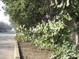 Image result for Cryptocarya woodii