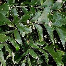 Image result for Caryota urens
