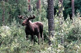 Staying three nights at kolarbyn is included in our kolarbyn ecolodge wildlife adventure. A Swedish Eco Resort That S Rugged And Refreshing Wsj