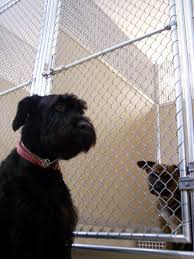 Understanding the pros and cons of pet boarding and pet sitting can help you make your choice. Kennel Wikipedia