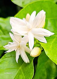Image result for Jasminum breviflorum