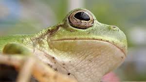 Black And Yellow Frog Animal Crossing 