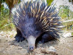 The Echidna Spikes And Spurs Echidna Spiny Anteater Slowest Animal