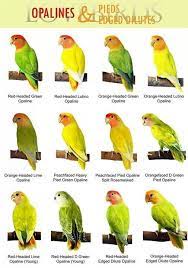 Breeding Black Masked Lovebird Genetics Google Search African Lovebirds Love Birds Pet Bird Breeds