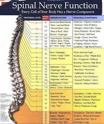 Function Of Our Spine Chart Richmond Chiropractic Centre