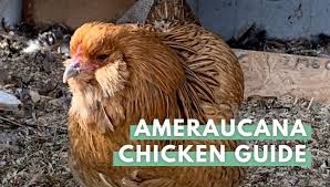 She will lay in the region of 4 eggs per week or 200+ per year. Ameraucana Chicken Breed Everything You Need To Know