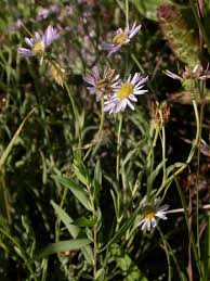 Image result for Heterotis decumbens