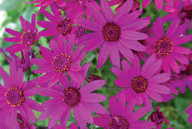 Image result for Pericallis