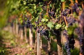 Put the pots outside when the young plants have six more leaves in addition to the first grapes grow on woody, perennial vines that can become heavy, so they need support. Can I Bring Grape Vine Cuttings Back From Holiday Ask Decanter