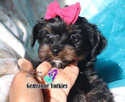 We did not find results for: Rare Exotic Colored Yorkies Merle Yorkies Usa Teacup Puppies Merle Yorkie Puppies For Sale Merle Yorkies Califorina Near Me Gemstone Yorkies Boutique Exotic Rare Yorkies Merle Yorkies Breeder California Teacup Yorkie Puppies