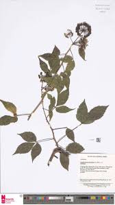 Image result for Landolphia letestui