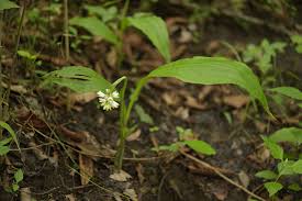 Image result for Eulophia tuberculata