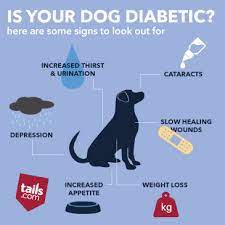 How Do I Know If My Dog Has Diabetes The Inside Scoop