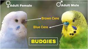 Difference Between Male And Female Budgies Young And Adult Budgies Gender Identification Of Budgie Youtube