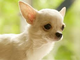 Hier findest du alles, was du über sie wissen musst: Chihuahua Und Chihuahuawelpen Kaufen