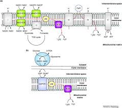 Cryptosporidium parvum is a protozoan and an obligate intracellular parasite (a parasite that cannot survive without a host) that commonly causes an opportunistic infection in immunocompromised hosts. The Unusual Mitochondrial Compartment Of Cryptosporidium Parvum Trends In Parasitology