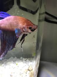Seeing your betta fish act weird, stop eating, or begin acting lethargic at the bottom of their tank can be extremely unsettling. Help My Betta Is Sick Black Spot On Face Is Getting Bigger Bettafish