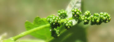 Showing relevant, targeted ads on and off etsy. Flowering The Determinant Of A Good Or Bad Year In The Vineyard Vinepair