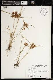 Image result for Cyperus derreilema