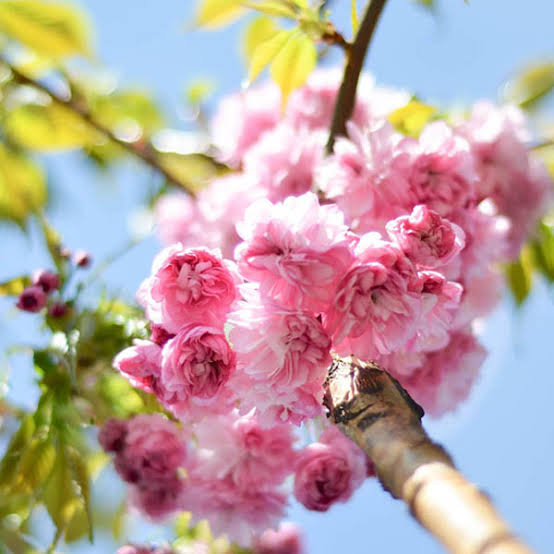 Tree of the Month: Japanese Cherry Blossom Trees | Ransoms Garden Centre