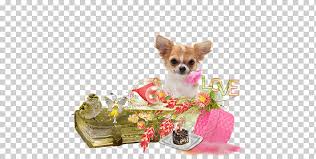 Look at pictures of chihuahua puppies who need a home. Chihuahua Puppy Yorkshire Terrier Dog Breed Companion Dog Joyeux Anniversaire Carnivoran Toy Dog Dog Like Mammal Png Klipartz