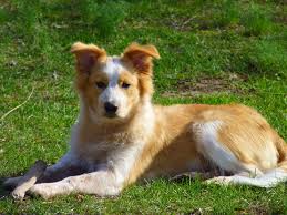 But, some kennel clubs won't accept the color white. Pin Auf Farm Collie Farm Shepherd