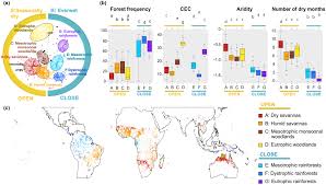 Image result for Strephonema mannii