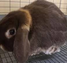 Many were content with the life they lived and items they had, while others were attempting to construct boats to. Knowledge Trivia Tests How Well Do You Know Rabbits