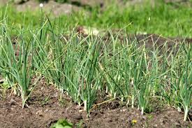Check spelling or type a new query. The Complete Guide To Growing Garlic Plant Garden And Happy