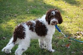 Black And White Parti Aussiedoodle Parti Goldendoodle Breeders Ontario White Goldendoodle Goldendoodle Australian Labradoodle Puppies