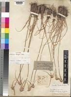 Image result for Cyperus mollipes