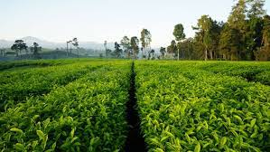 Goes to pangalengan | cukul, situ cileunca, kertamanah kab. Menyambut Pagi Di Kebun Teh Malabar Pangalengan Beritabaik Id