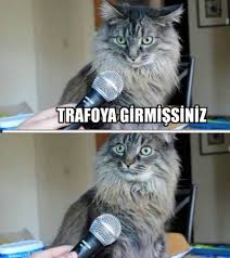 Sosyal Medyadaki En Komik 29 Kedi Lobisi Capsi Onedio Com